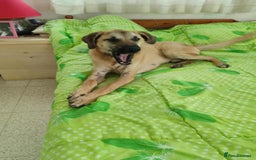 Mixed Breed dogs for adoption: Bobi! - Image 1