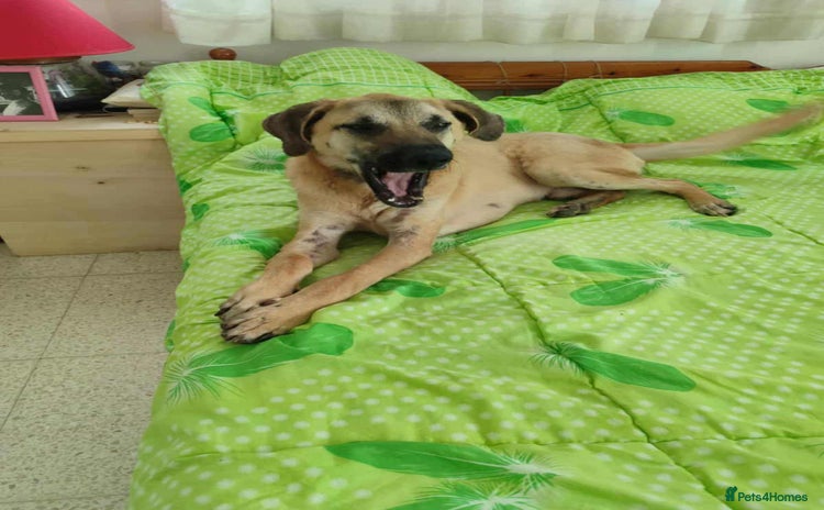 Mixed Breed dogs - Advert 8