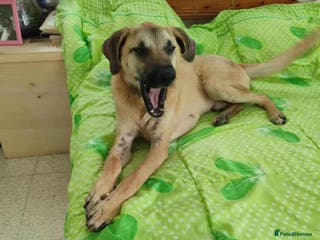 Mixed Breed dogs Bobi! - Advert 11