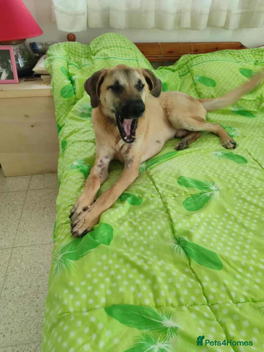 Mixed Breed dogs for adoption: Bobi! - Advert 1
