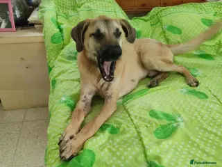 Mixed Breed dogs Bobi! - Advert 1