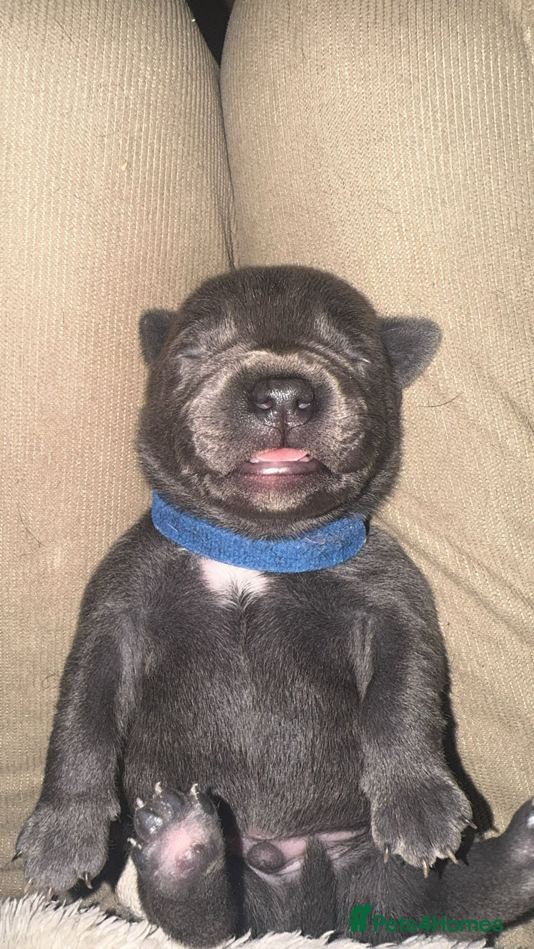 Staffordshire Bull Terrier dogs for sale: Gorgeous staffy puppies  - Advert 8