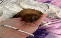 Cavalier King Charles Spaniel dogs for sale: Ruby cavalier king charles - Image 13