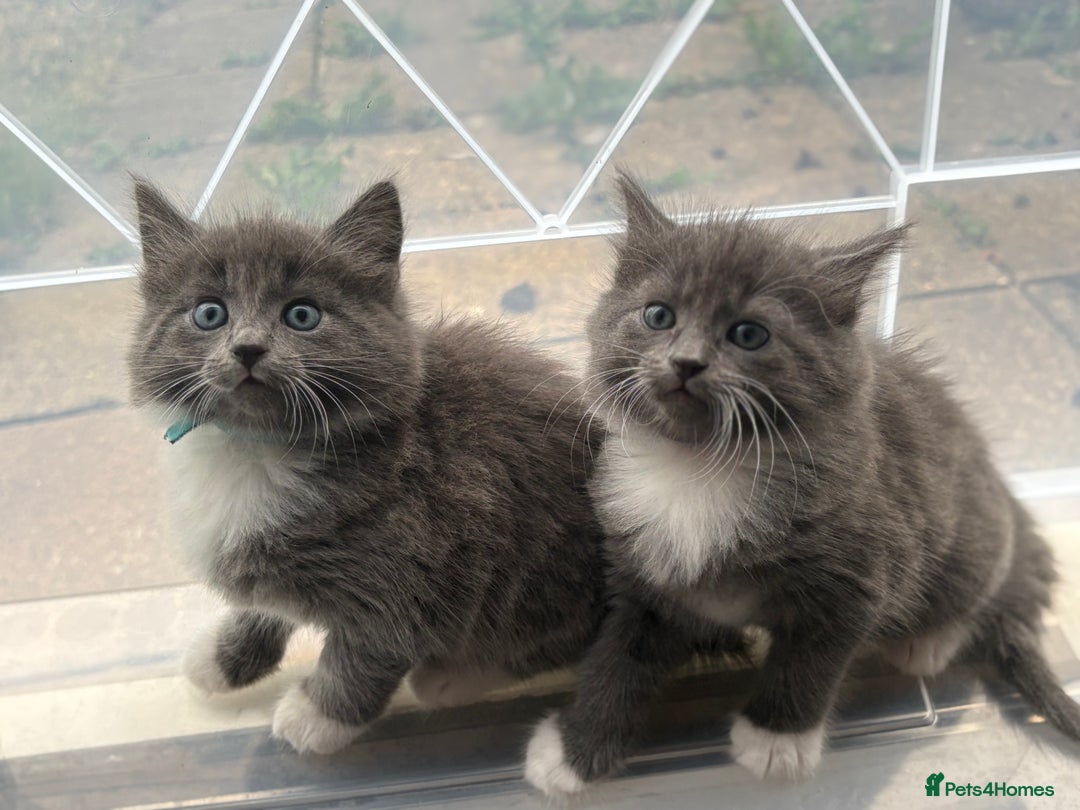 Domestic Shorthair cats for sale: 7 weeks old  - Image 9