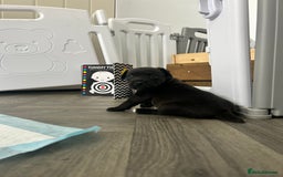 Jack Russell dogs for sale: Beautiful Jack Russell Pups 1 boy/ 1 girl  - Image 21