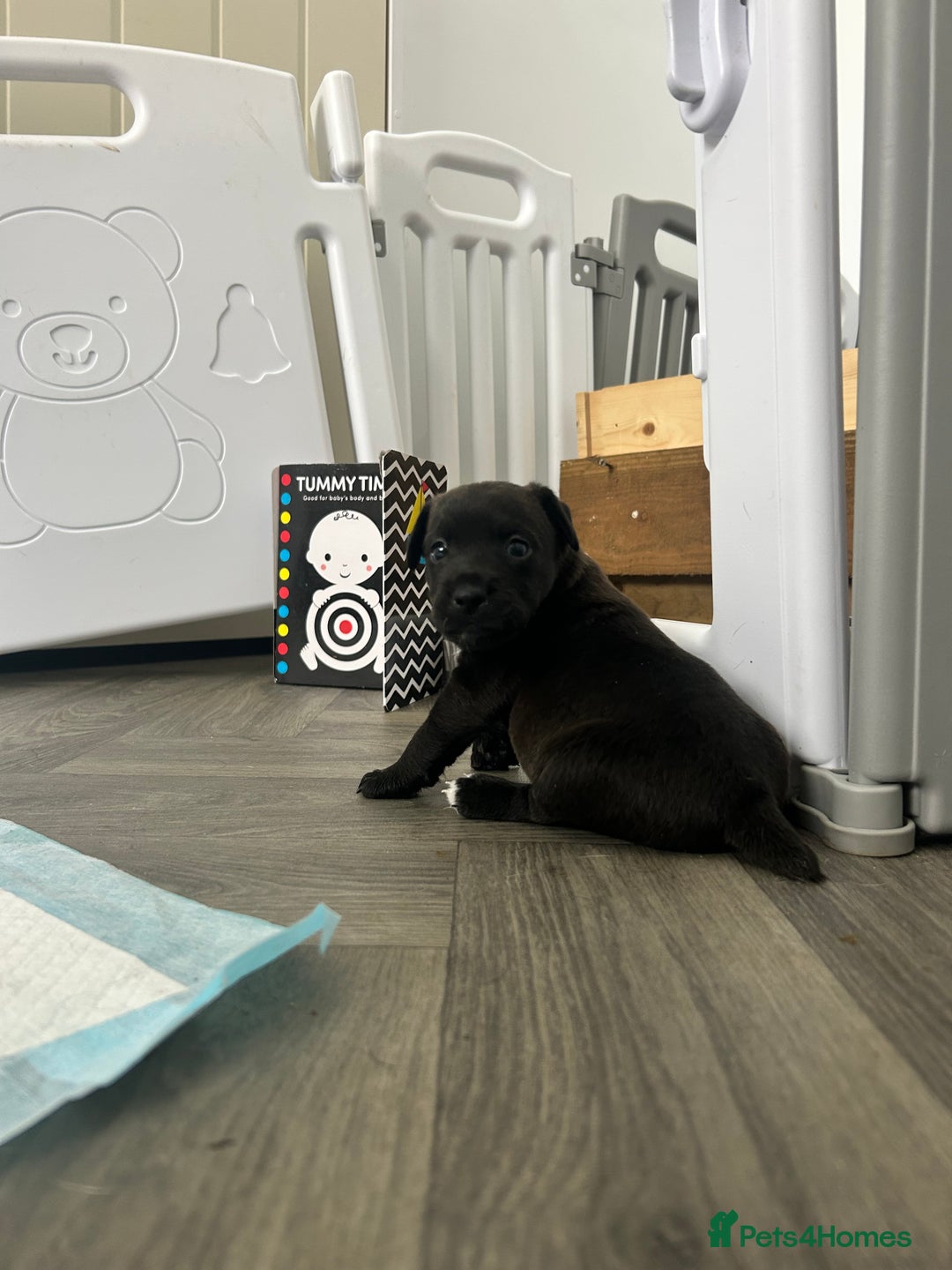 Jack Russell dogs for sale: Beautiful Jack Russell Pups 1 boy/ 1 girl  - Image 21