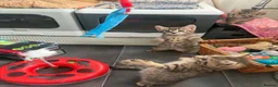 Mixed Breed cats for sale: 4 beautiful bengal mix kitten - Advert 11