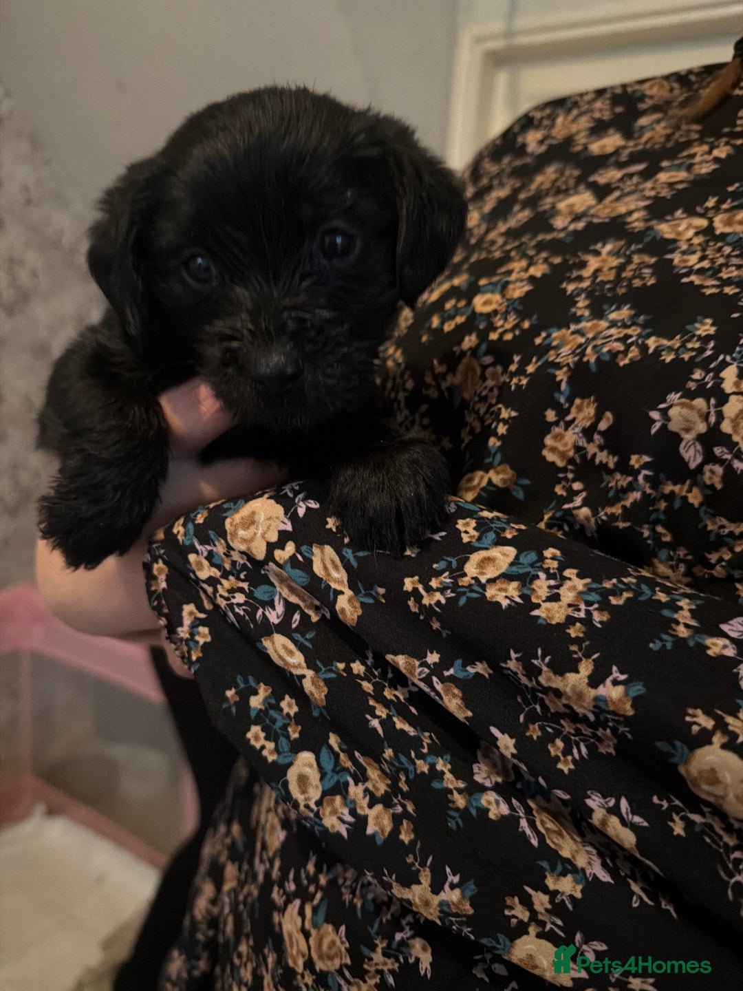Mixed Breed dogs for sale: Labrador X Yorkshire terrier  - Image 11