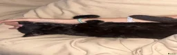 Mixed Breed cats for sale: £50 male kitten for sale  - Advert 7