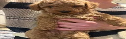 Labradoodle dogs for sale: Fox red toy labradoodle f1bb - Advert 4