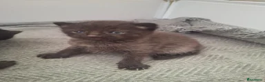 Black/grey female 