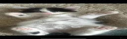 Maine Coon cats for sale: Mixed Maine Coon kittens for sale - Advert 3
