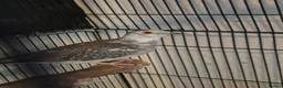 Doves birds for sale: Pied Pair of Daimond Doves  - Advert 4