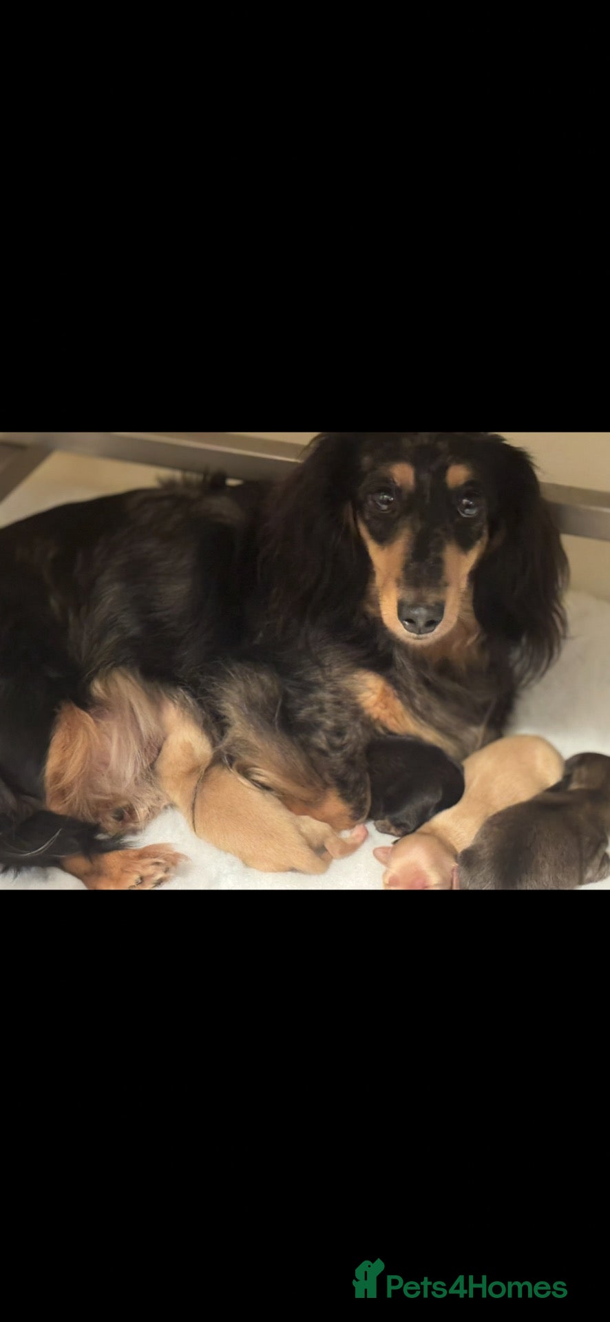 Miniature Dachshund dogs Miniature dachshund pups dna health tested  - Advert 5