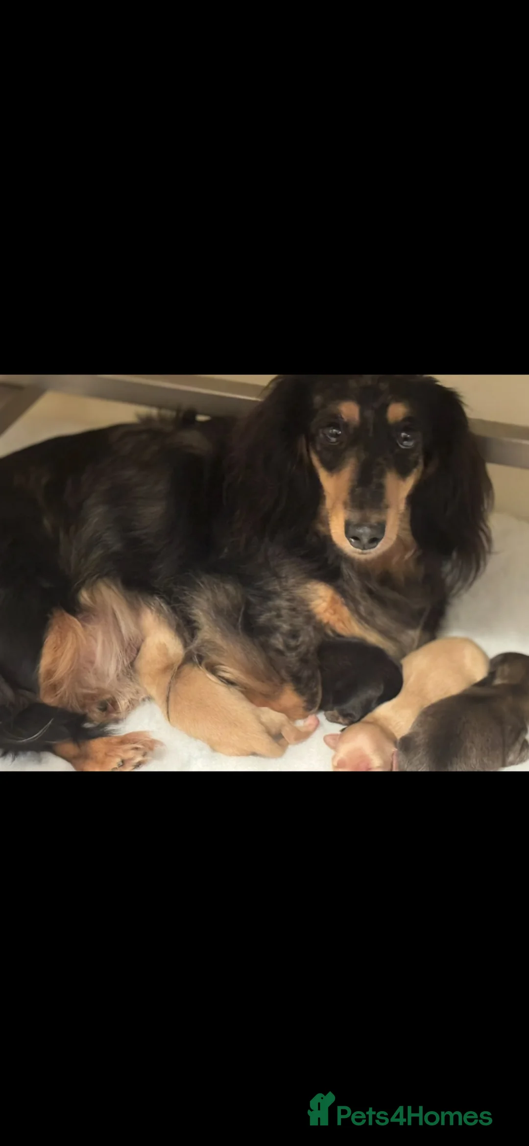 Miniature Dachshund dogs for sale: Miniature dachshund pups dna health tested  - Advert 1