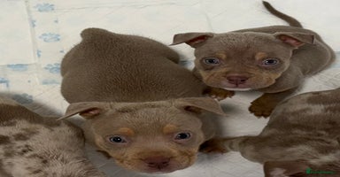 American Bully dogs - Advert 5