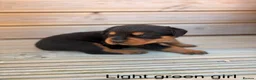Rottweiler dogs for sale: Outstanding Rottweiler Puppies - Advert 30