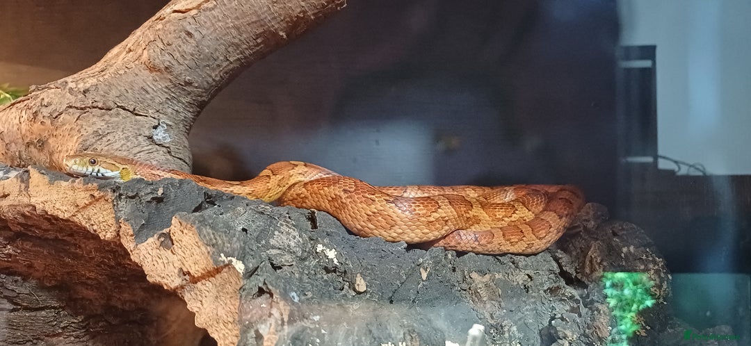 Corn Snake reptiles for sale: Beautiful male cornsnake - Advert 2