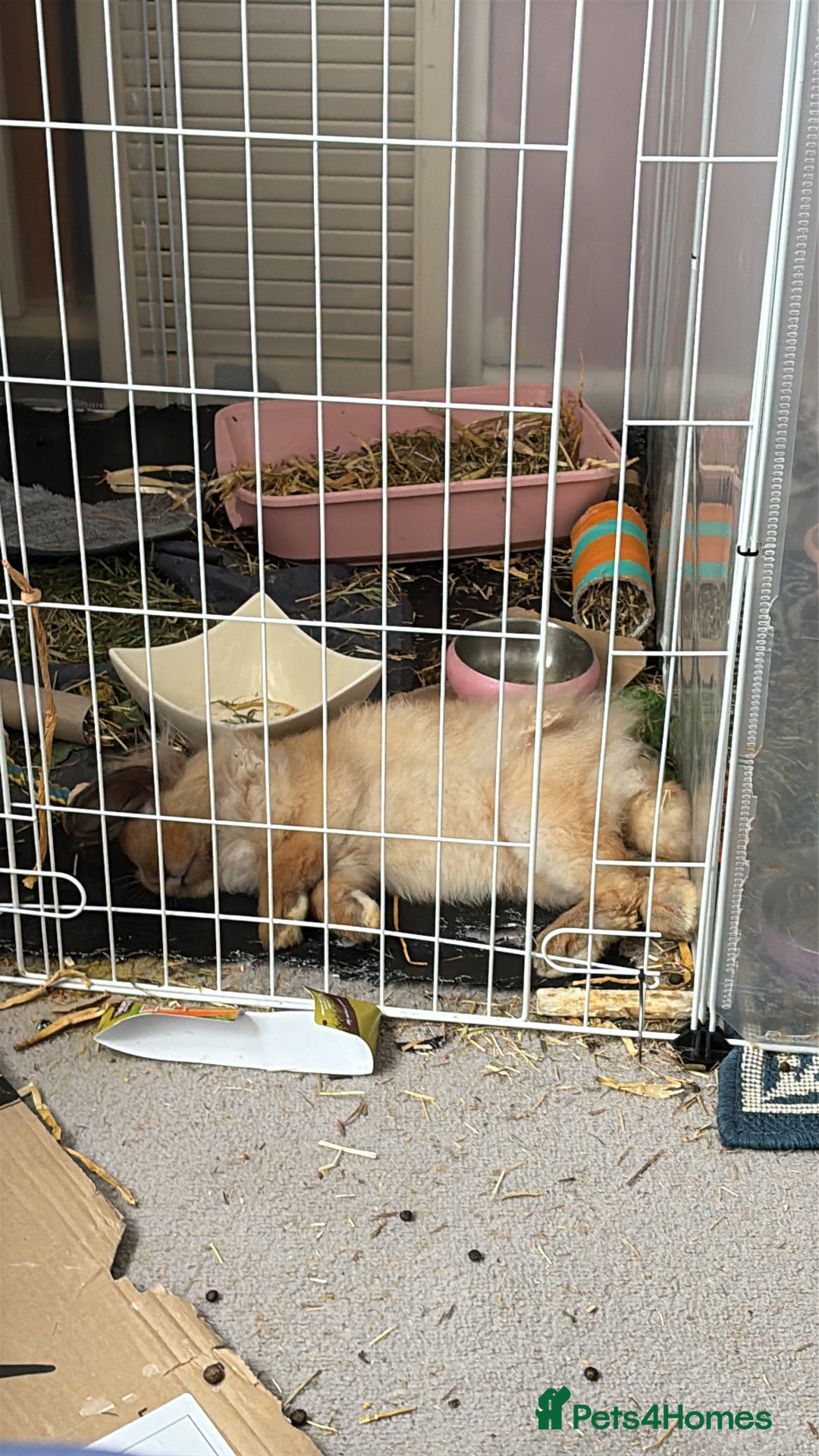 Lionhead rabbits for sale: indoor lionhead  - Image 3