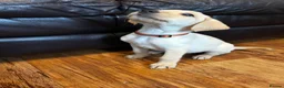 Labrador Retriever dogs for sale: Health tested super Working Line Labrador litter.  in Stratford-upon-Avon - Advert 13