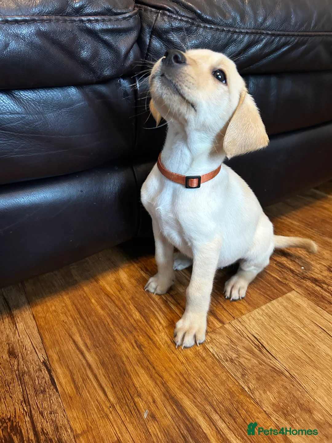 Labrador Retriever dogs for sale: Health tested super Working Line Labrador litter.  in Stratford-upon-Avon - Advert 13
