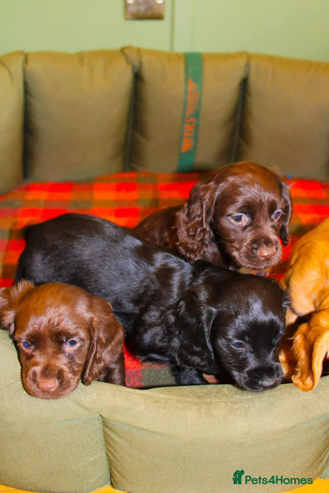 Cocker Spaniel dogs for sale: Outstanding Working Cocker Spaniel Puppy Female - Advert 5