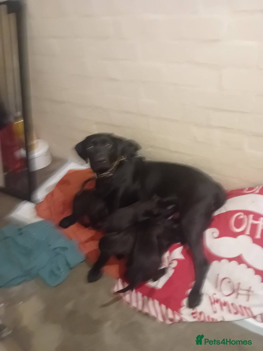 Mixed Breed dogs for sale: Labrador cross - Advert 2