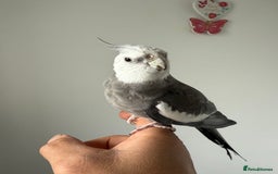 Cockatiels birds for sale: BEAUTIFUL BABY HAND REARED COCKATIEL / BIRDS  in Liverpool - Image 7