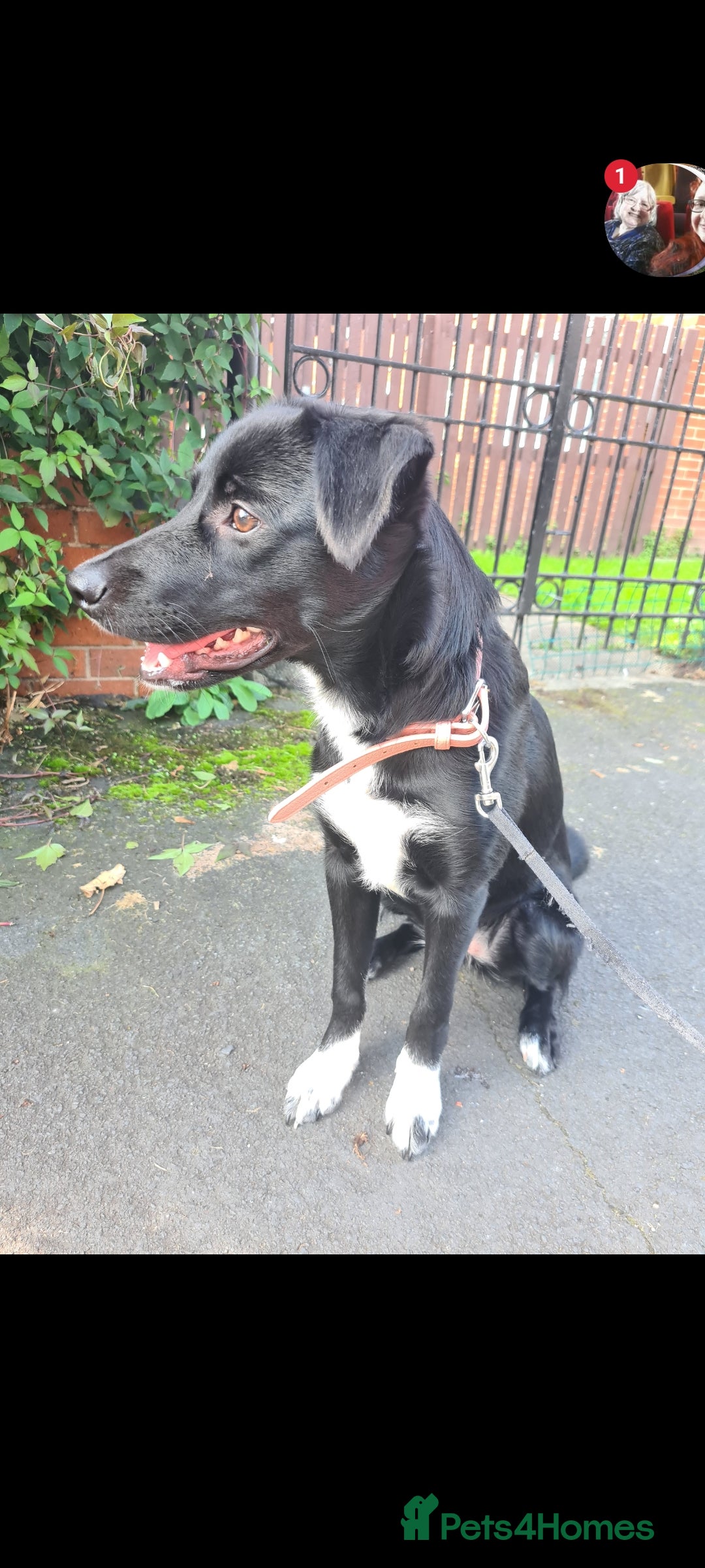 Welsh Collie dogs Pippa *pending new loving home* - Advert 8