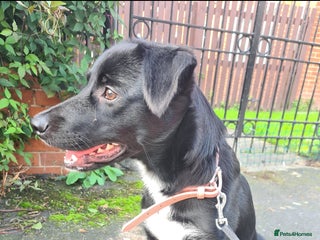 Welsh Collie dogs - Advert 1