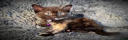 Mixed Breed cats for sale: 9 beautiful friendly kittens - Advert 6