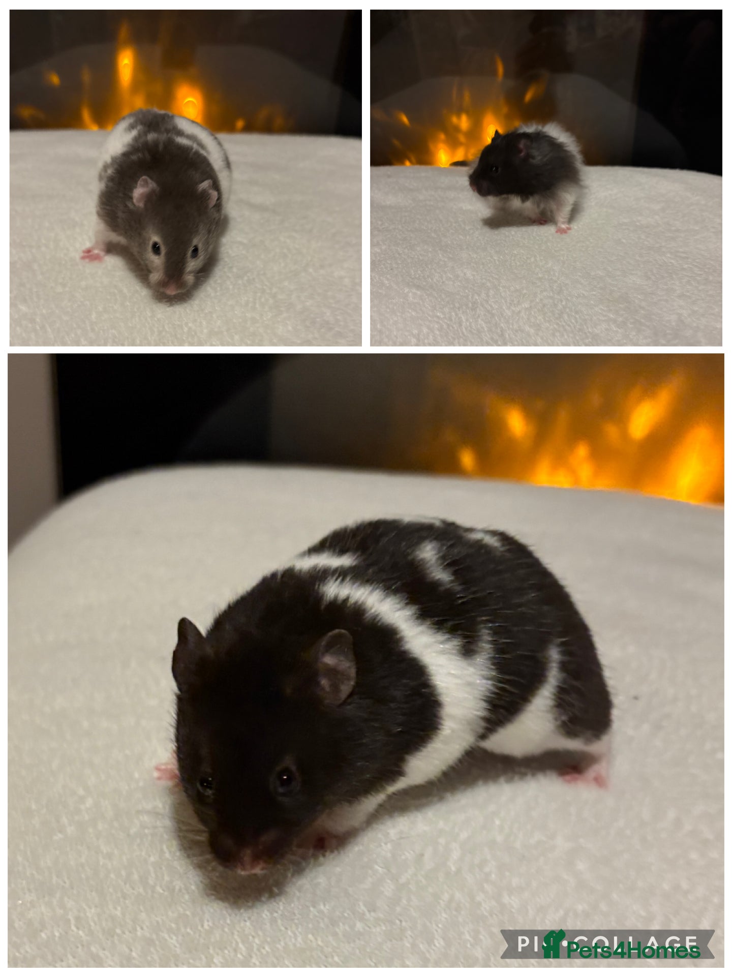 Hamster rodents Stunning long haired Syrian hamsters  - Advert 8