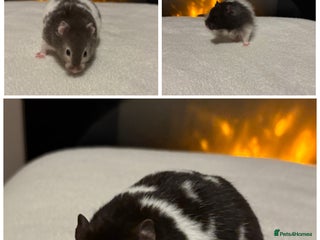 Hamster rodents Stunning long haired Syrian hamsters - Advert 8