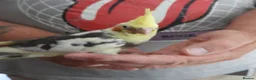 Cockatiels birds for sale: Hand Reared Cockatiels  - Advert 7