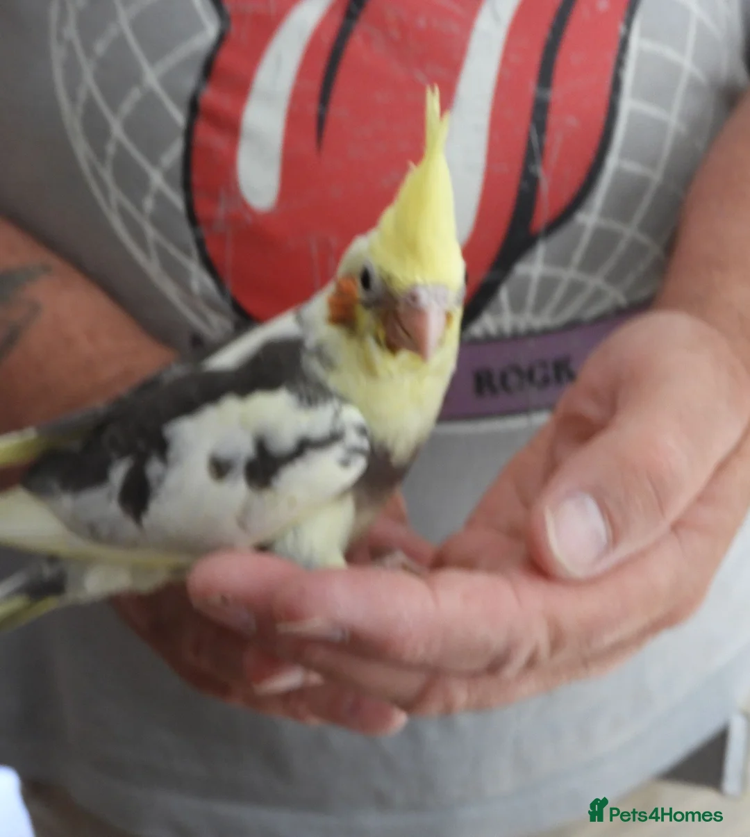 Cockatiels birds for sale: Hand Reared Cockatiels  - Advert 7