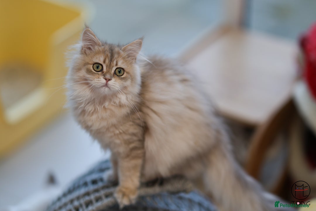British Shorthair cats for sale: Adorable Blue Golden BSH/BLH kittens - Image 4