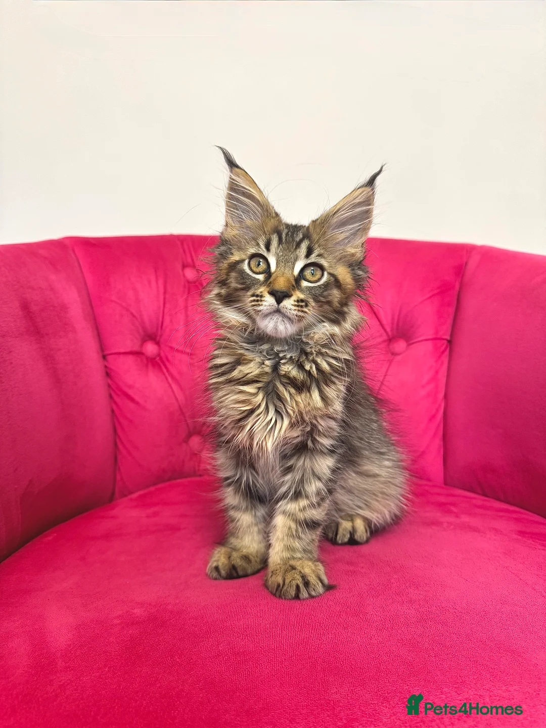 Maine Coon cats for sale: MaineCoon Kittens 🏆20+Gen🧬 Outstadning Pedigree - Advert 19
