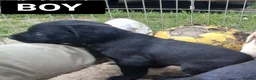 Labrador Retriever dogs for sale: One black lab boy  in Melton Mowbray - Advert 2
