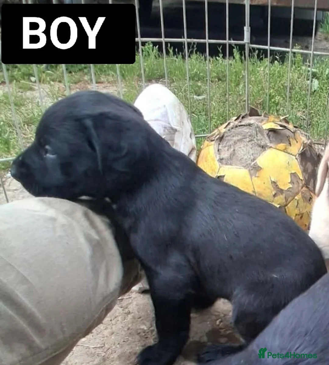 Labrador Retriever dogs for sale: One black lab boy  in Melton Mowbray - Advert 2
