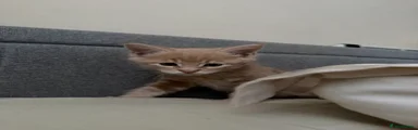 Toby