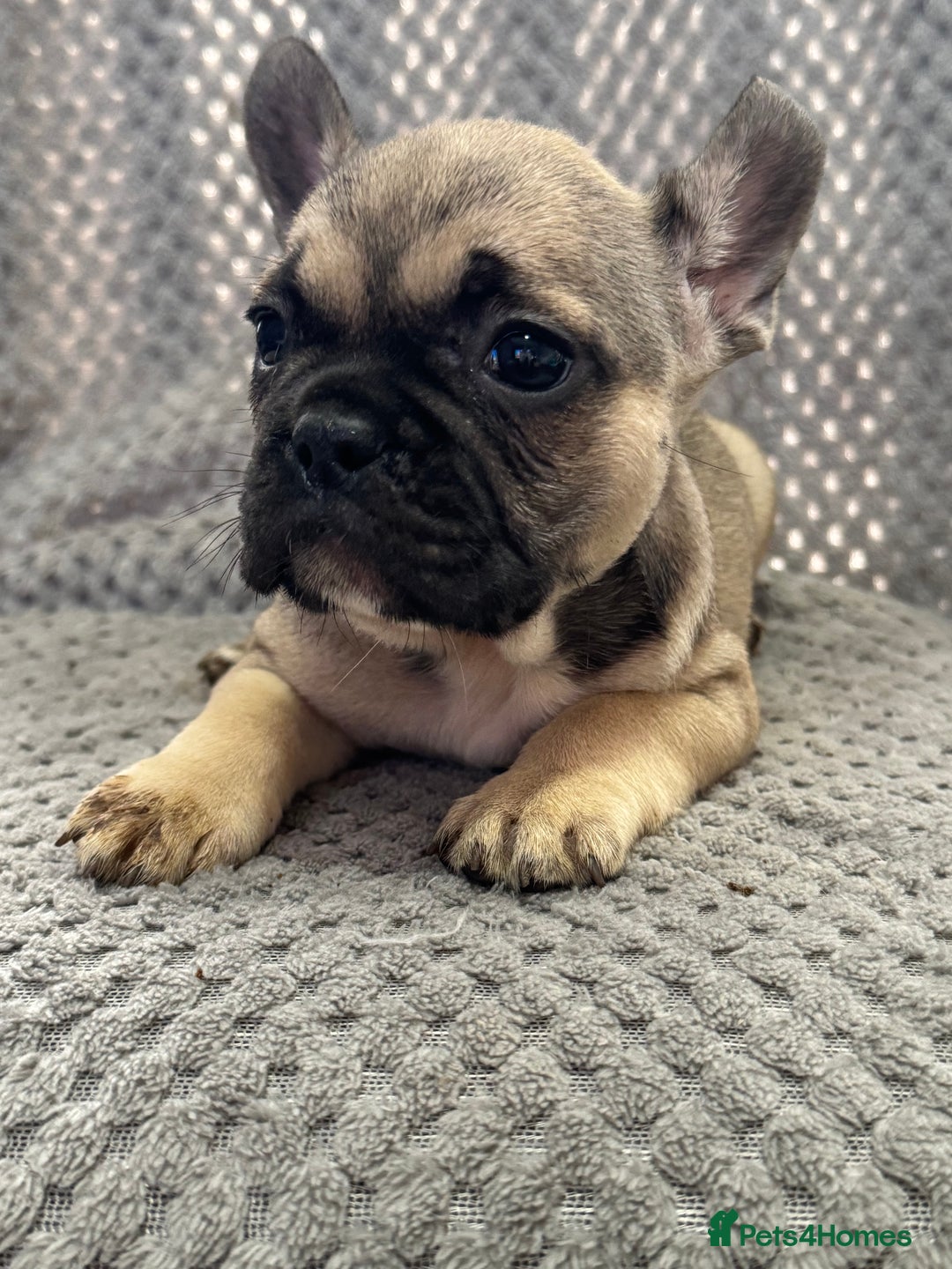 French Bulldog dogs for sale: FRENCH BULLDOG 🐶 - Advert 9
