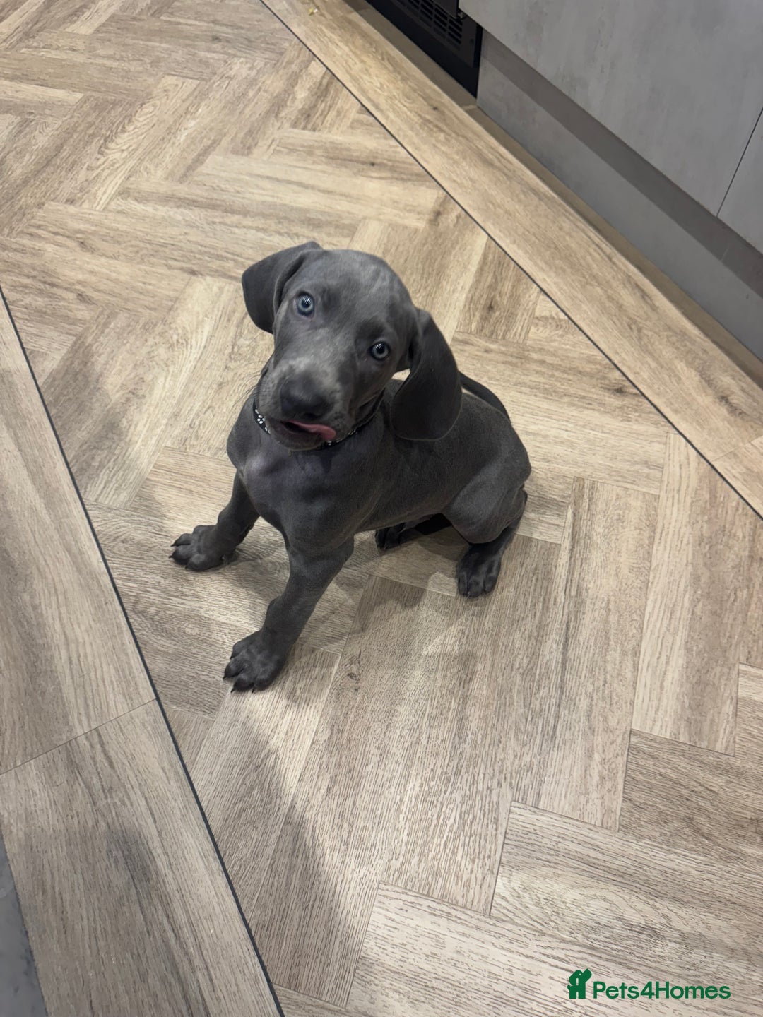 Weimaraner dogs for sale: 🐾 KC Weimaraners, ready now 🐾  - Advert 38