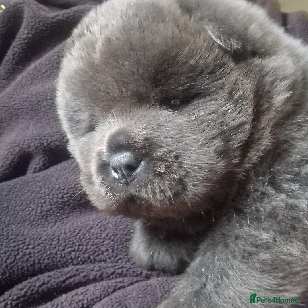 Chow Chow dogs for sale: Kc reg chow chow pups - Advert 7