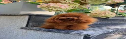 Toy Poodle dogs for stud: TINY ASIAN TEDDY POODLE STUD - Advert 11