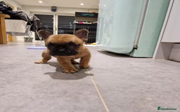 French Bulldog dogs for sale: Full pedigree French bulldog puppies  - Image 3