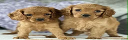 Cavapoo dogs for sale: Stunning DNA clear puppies  - Advert 6
