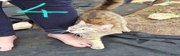 Mixed Breed cats for sale: 4 cats for sale - Advert 2