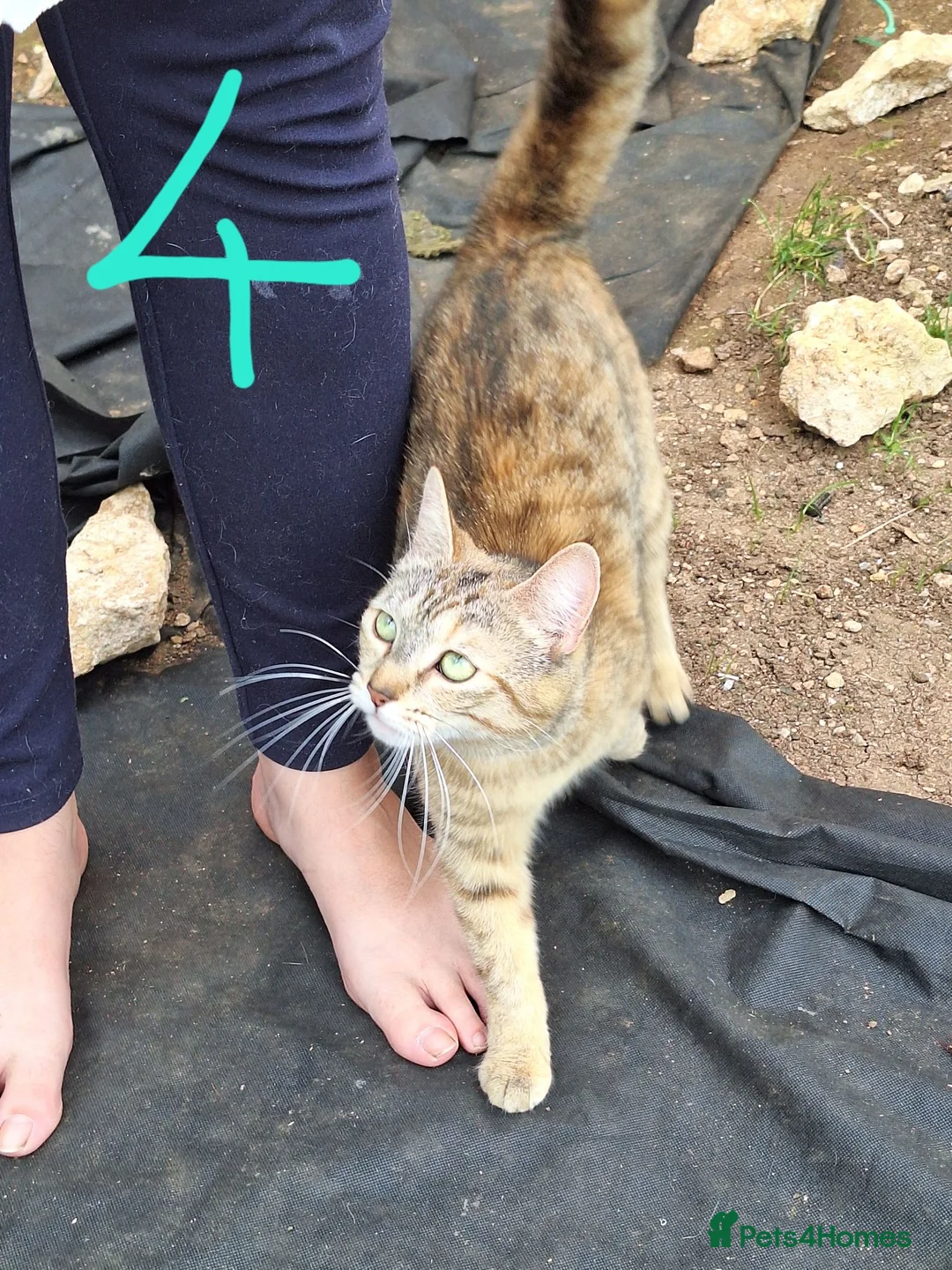 Mixed Breed cats for sale: 4 cats for sale - Advert 2