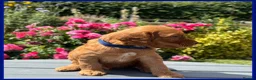 Cockapoo dogs for sale: Gorgeous Fox Red F1 Cookapoos  - Advert 30
