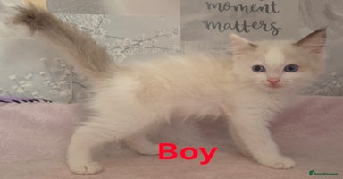 Ragdoll cats - Advert 2